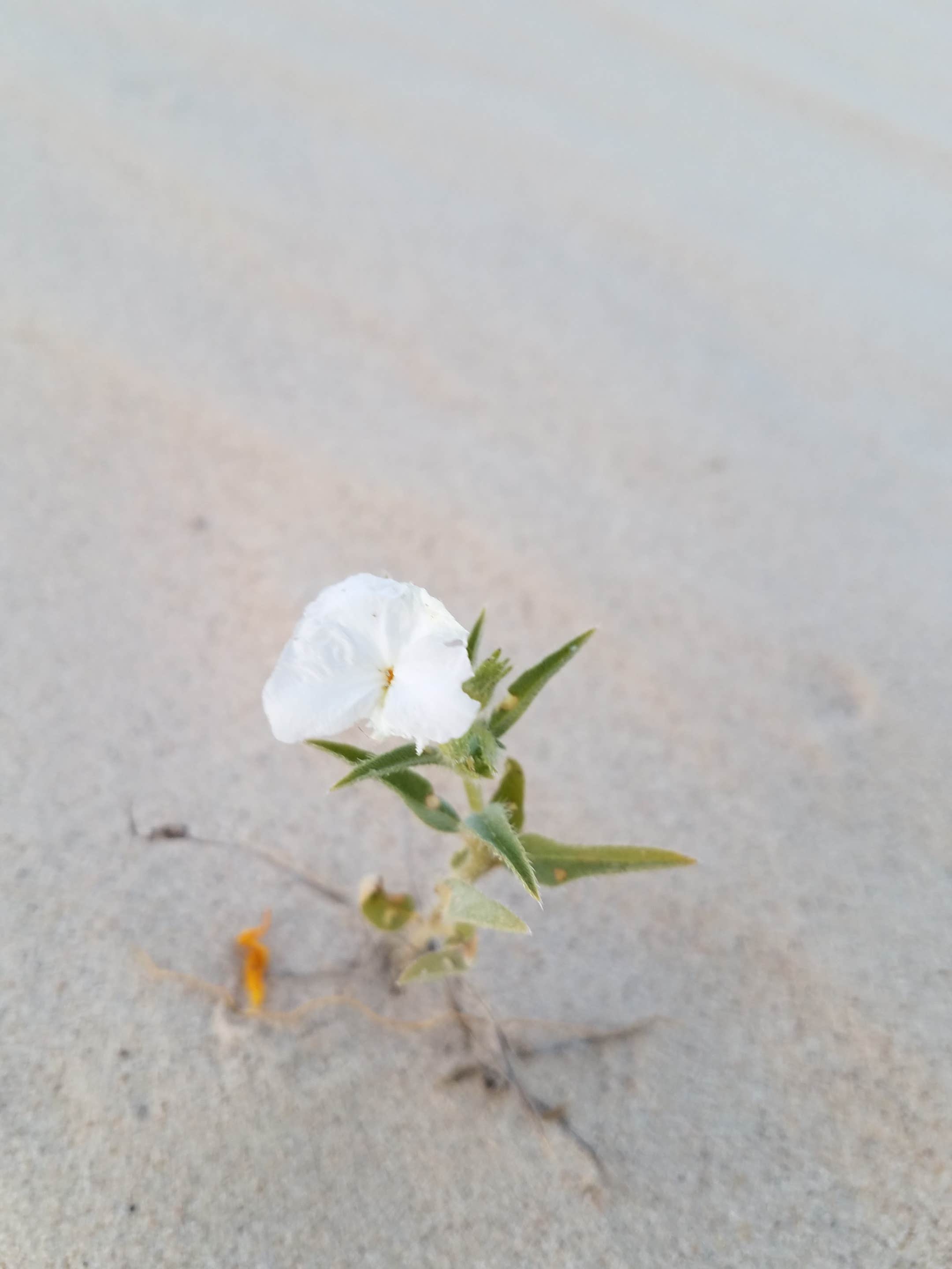 Camper submitted image from Monahans Sandhills State Park Campground - 3