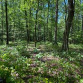 Review photo of Chinnabee Silent Trail Backcountry Site 4 by Asher K., September 29, 2020