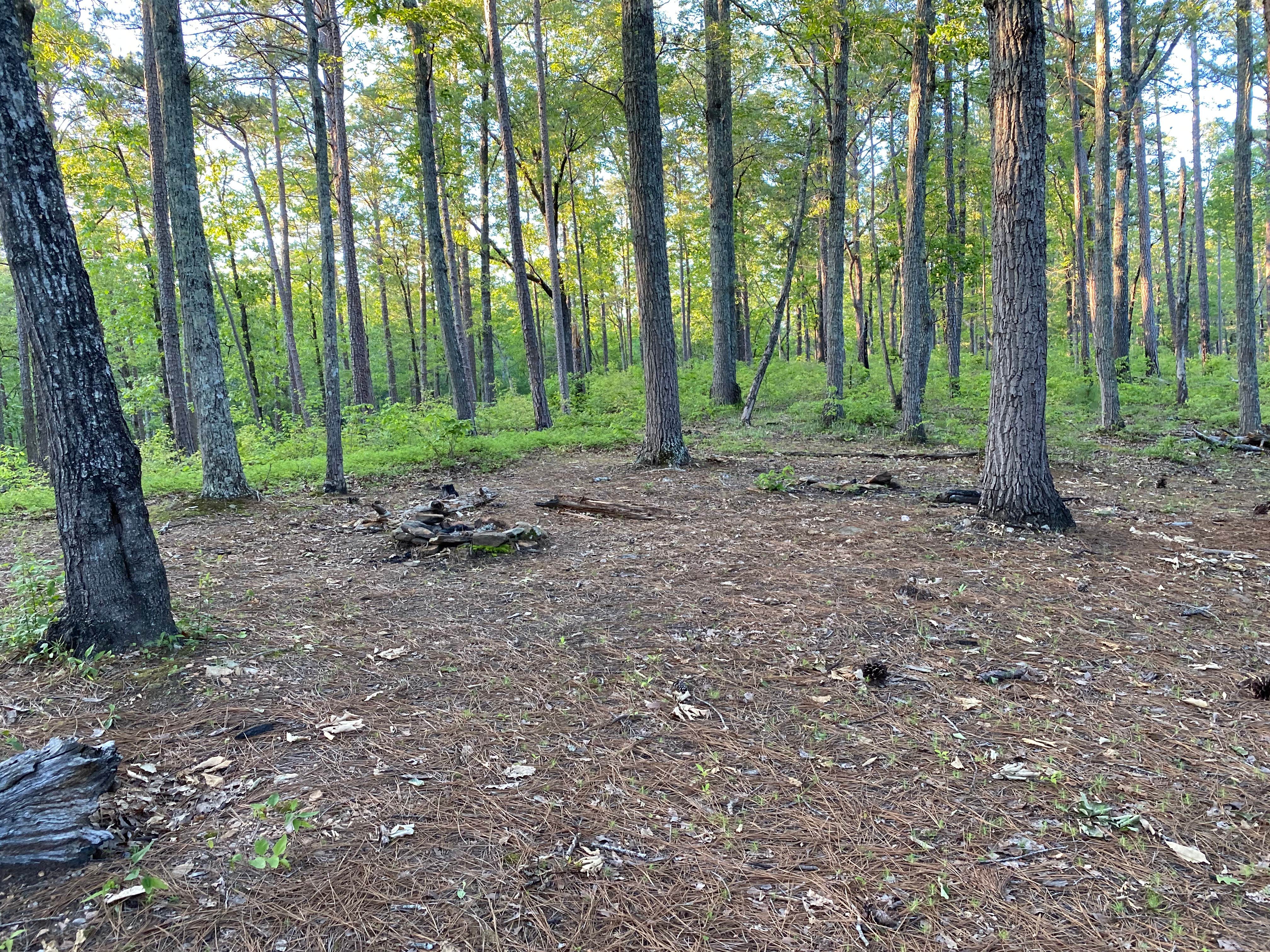 Camper-submitted photo at Chinnabee Silent Trail Backcountry Site 5 near Columbiana, AL