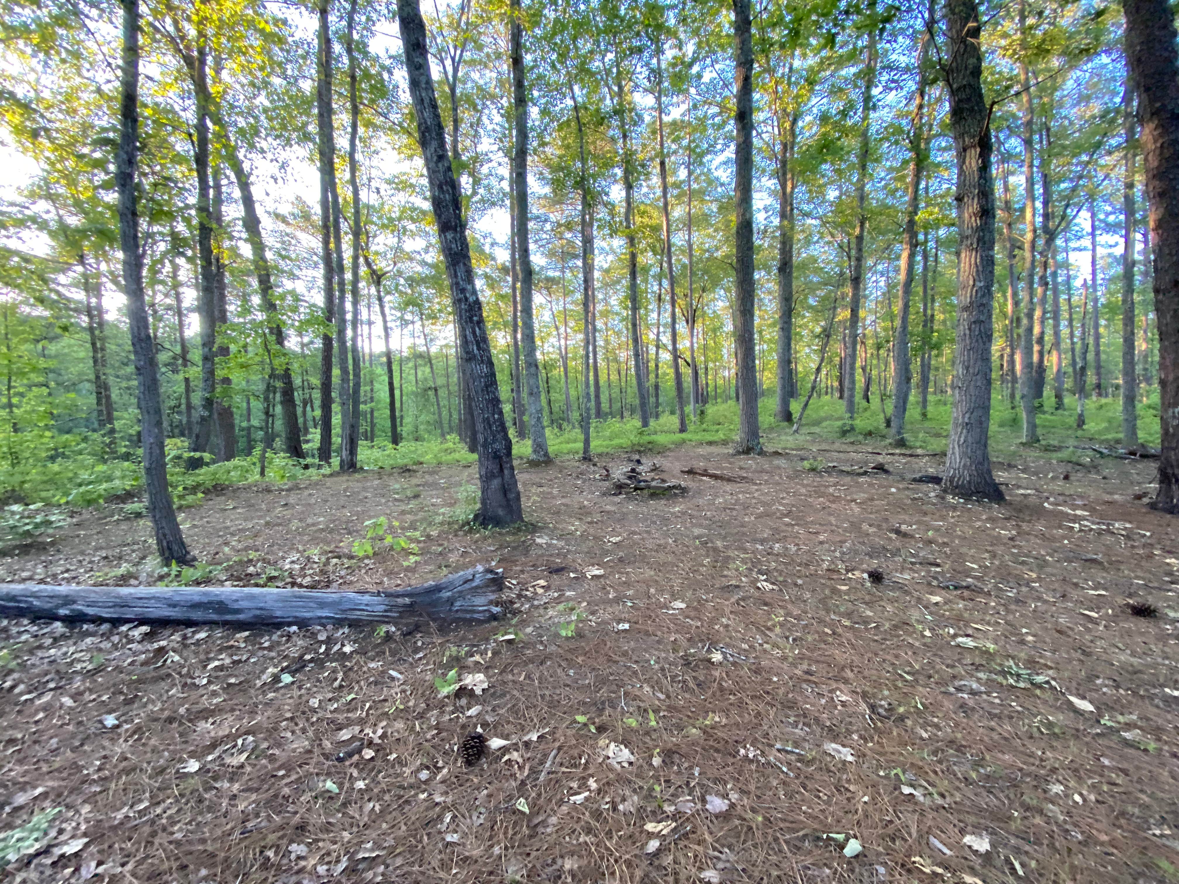 Camper-submitted photo at Chinnabee Silent Trail Backcountry Site 5 near Columbiana, AL