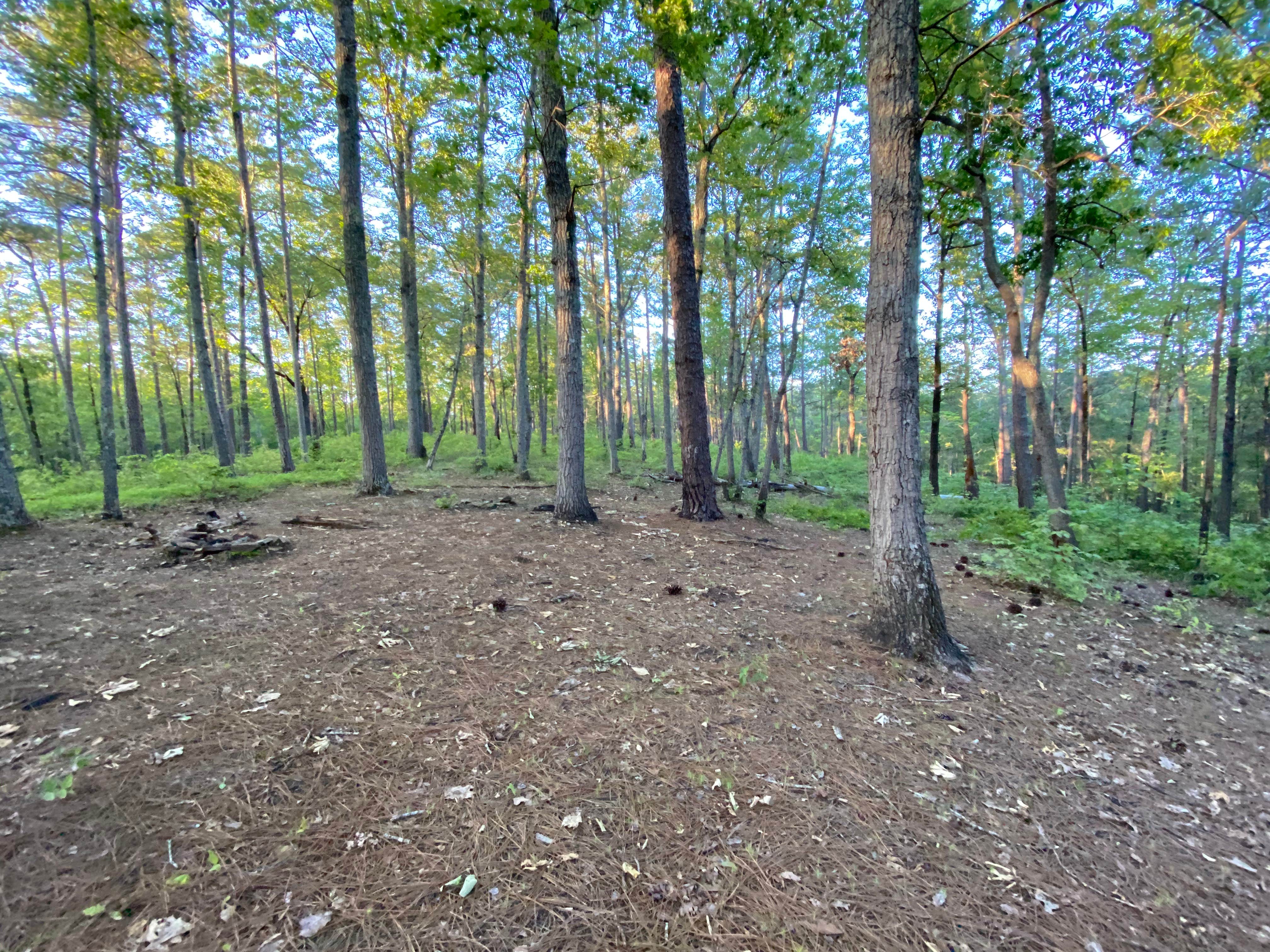 Camper-submitted photo at Chinnabee Silent Trail Backcountry Site 5 near Columbiana, AL