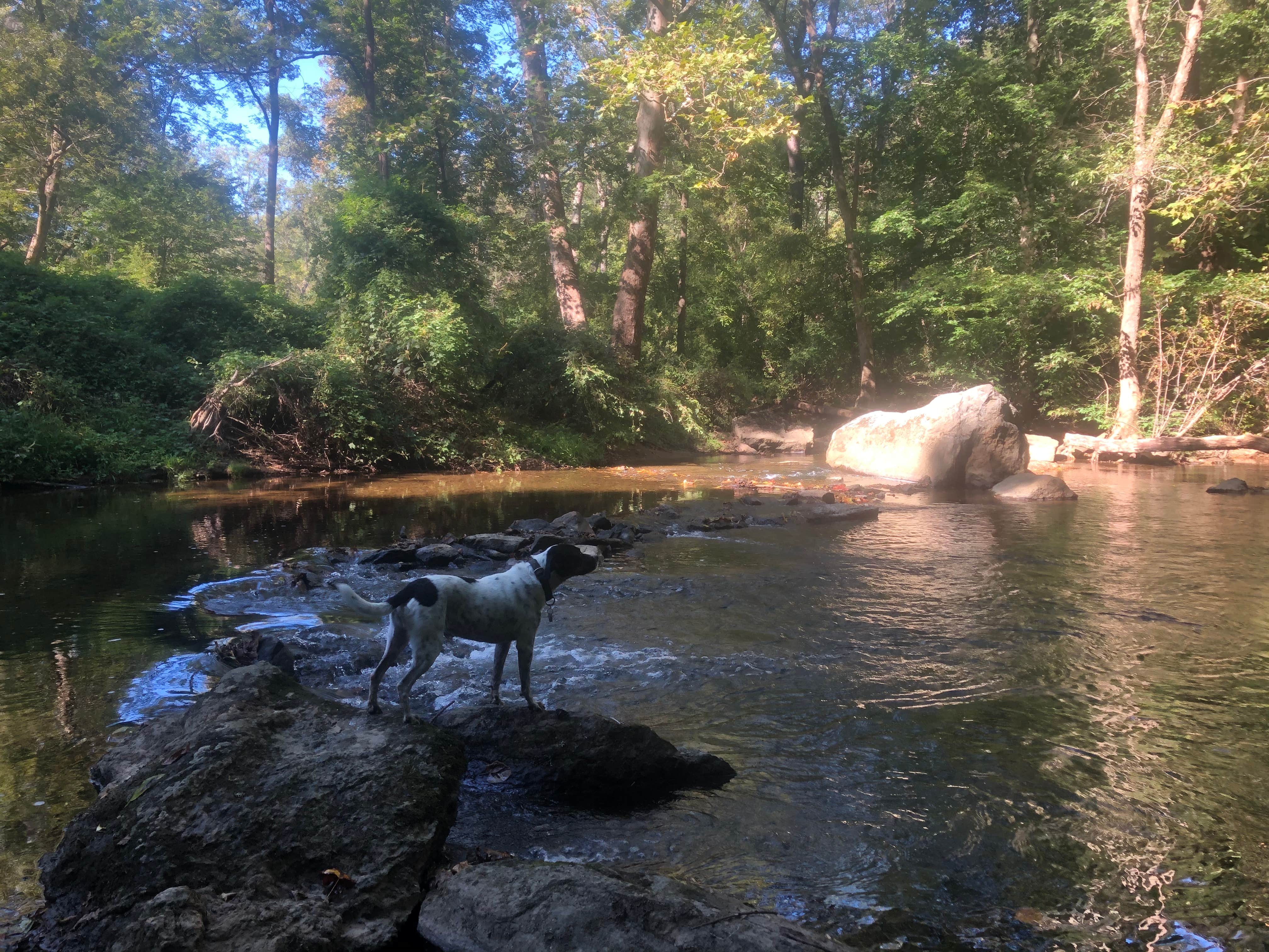 Meg F.'s photo of camping with pets at Group Camp — Ridley Creek State Park near Wilmington, DE