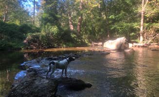 Meg F.'s photo of camping with pets at Group Camp — Ridley Creek State Park near Newark, DE