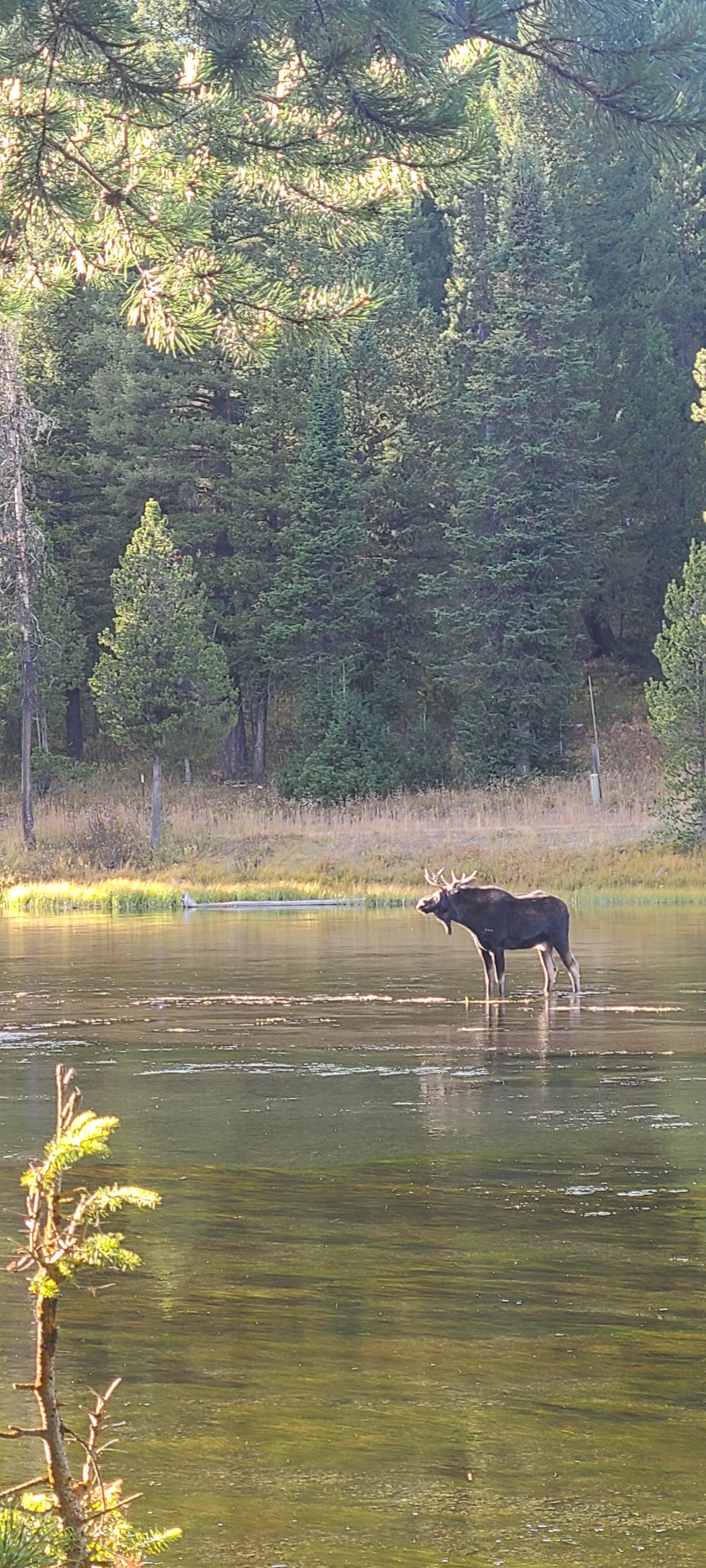 Camper-submitted photo at Flatrock Campground near Island Park, ID