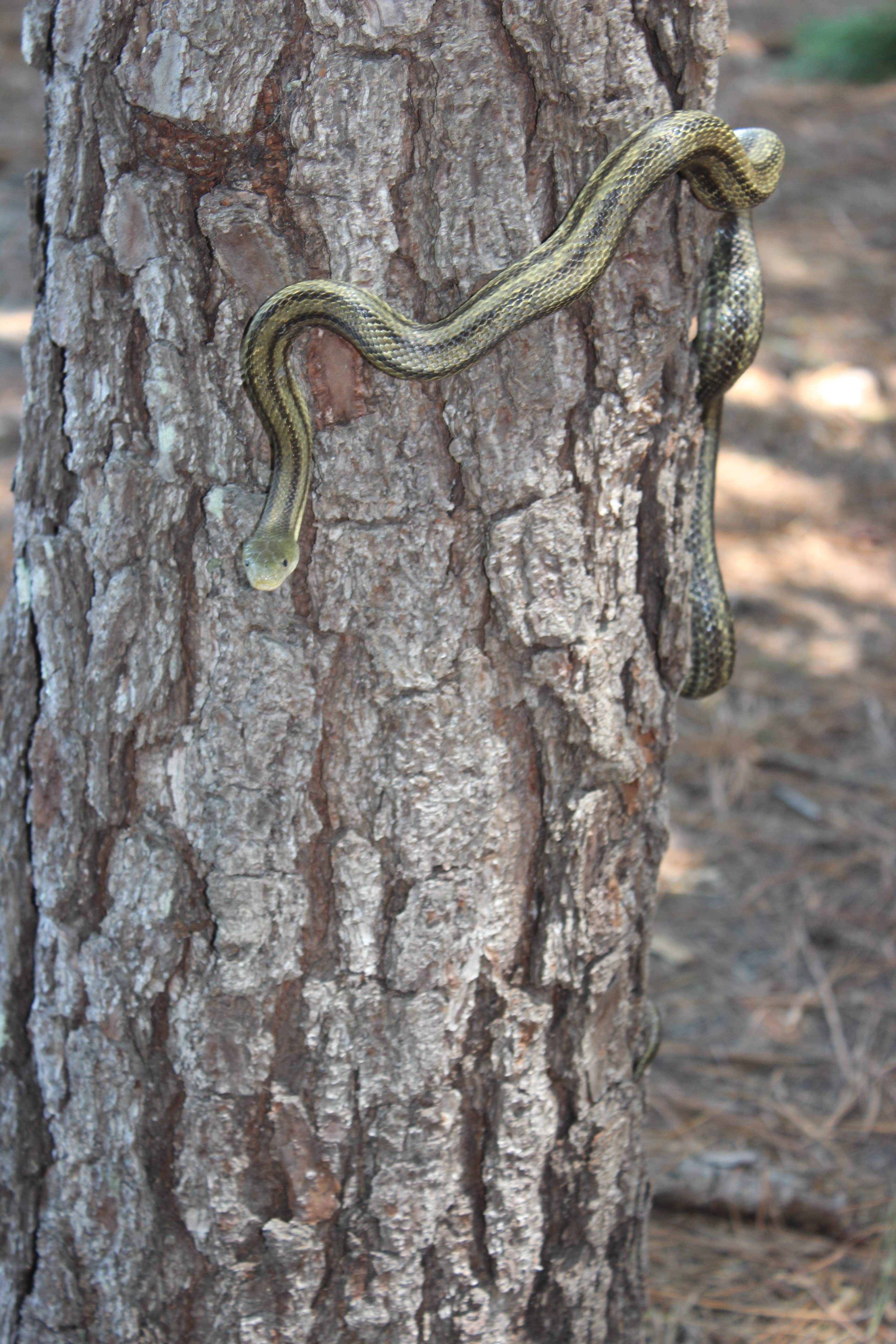 Camper-submitted photo at Yogi Bear's Jellystone Park at Daddy Joe's near Leland, NC