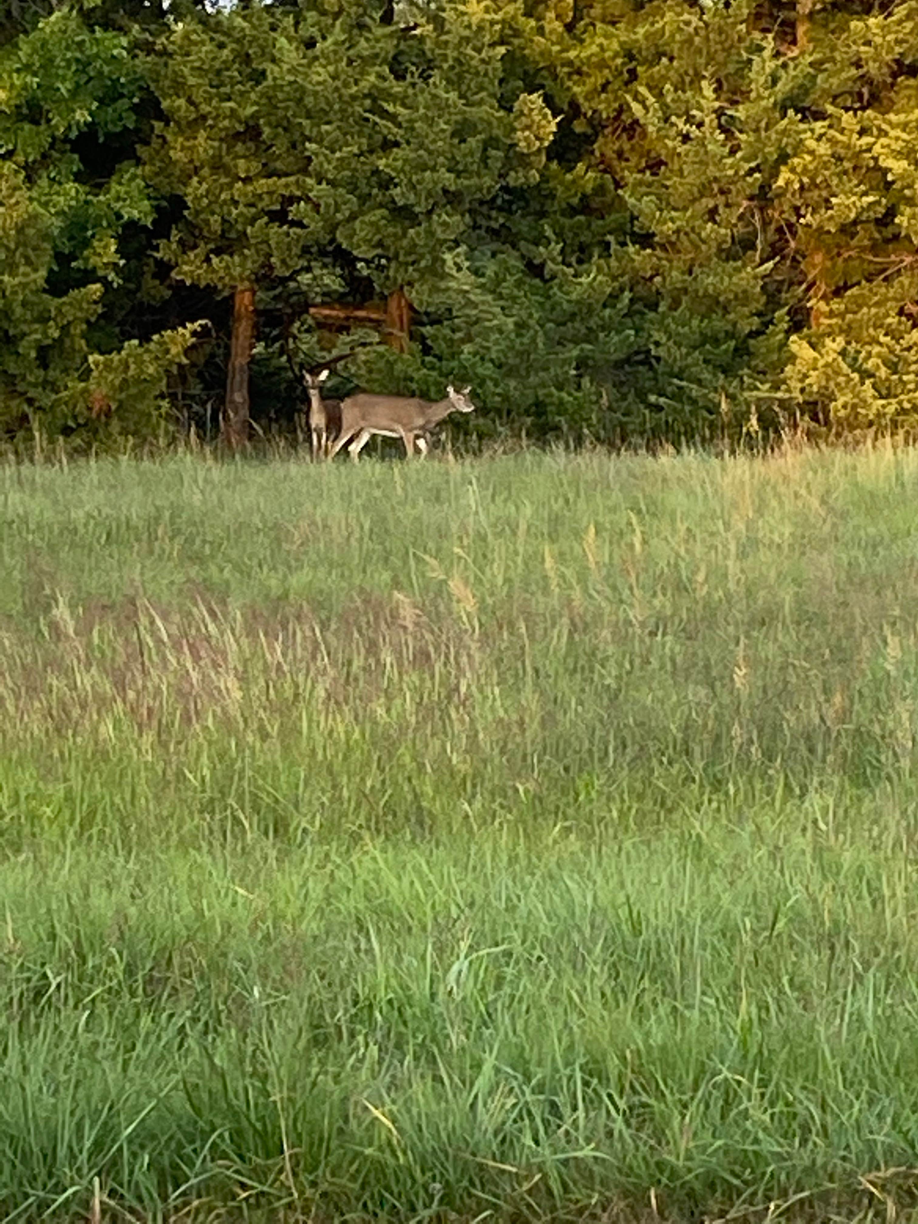 Camper-submitted photo at Cedar Point — Milford State Park near Milford Lake