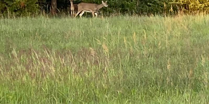Camper submitted image from Cedar Point — Milford State Park