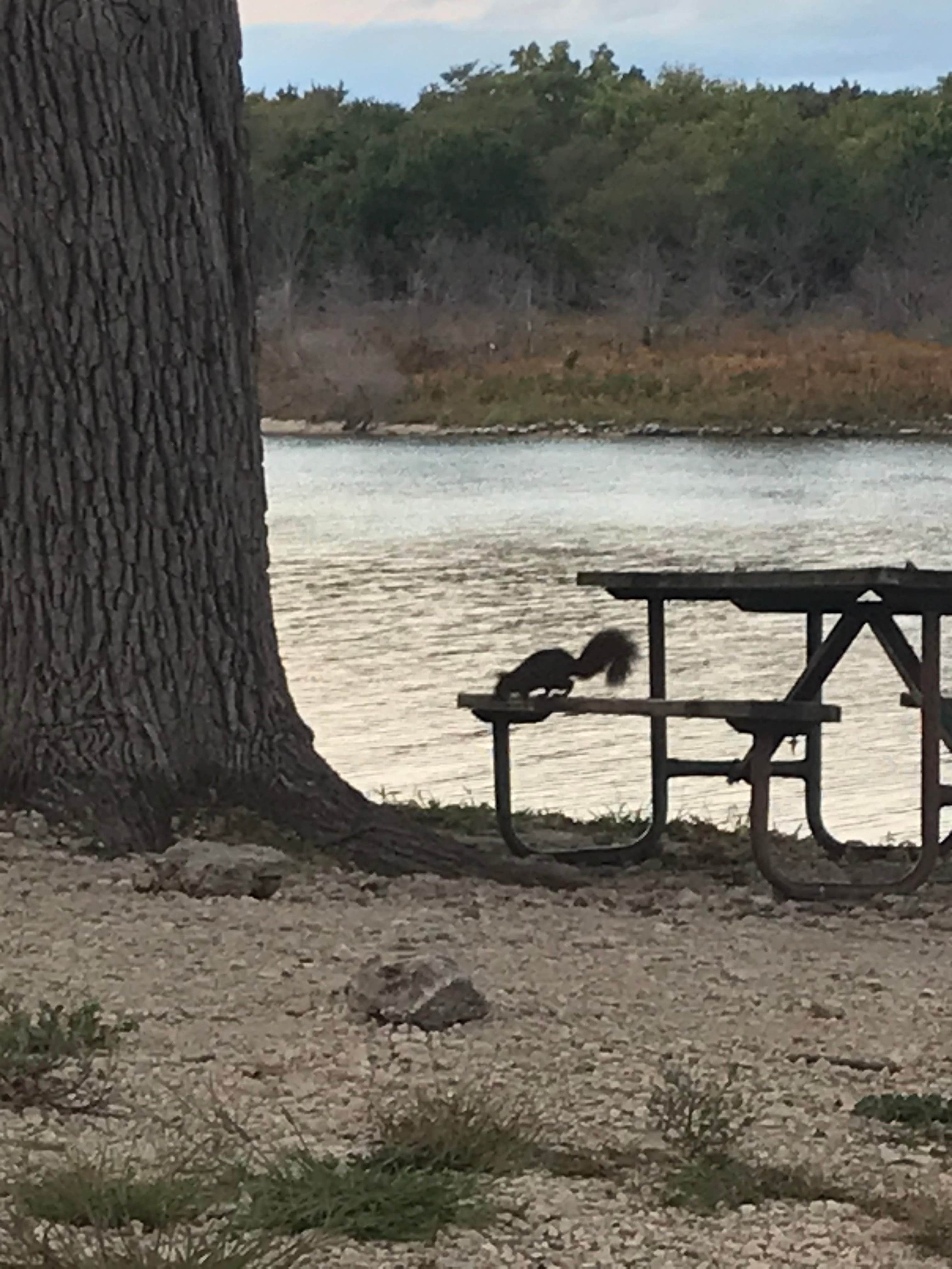 Camper-submitted photo at Walnut Grove — Milford State Park near Minneapolis, KS