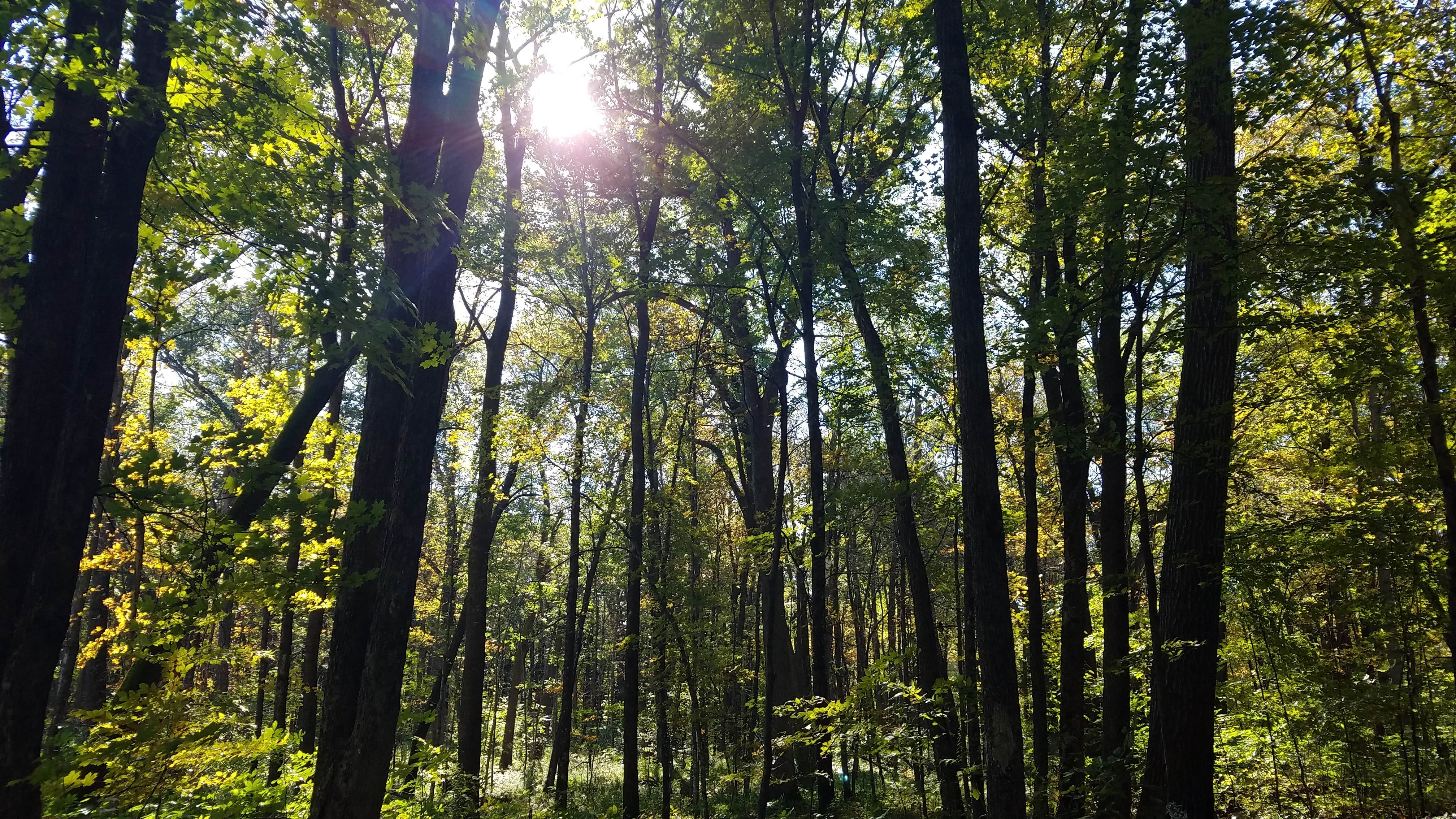 Camper submitted image from Nerstrand Big Woods State Park Campground - 2