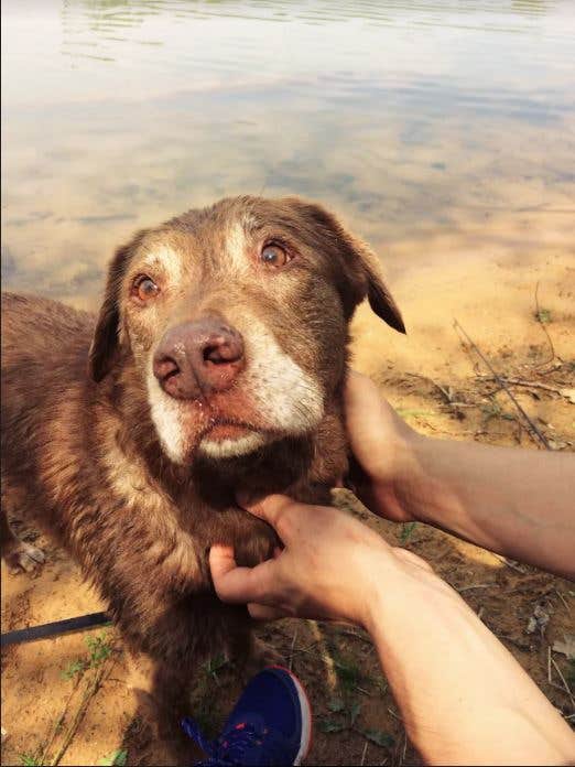 David K.'s photo of camping with pets at Isle du Bois Campsites — Ray Roberts Lake State Park near Denton, TX