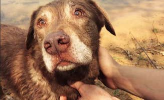 David K.'s photo of camping with pets at Isle du Bois Campsites — Ray Roberts Lake State Park near Flower Mound, TX