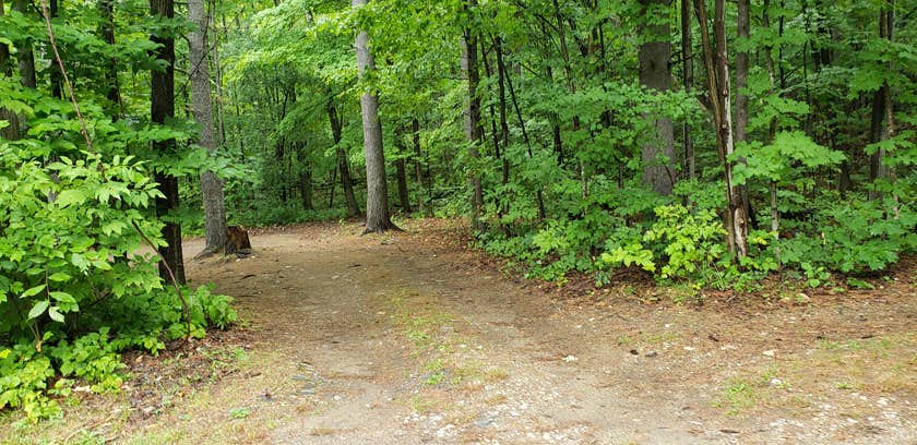Camper-submitted photo at Rogers Rock Campground near Killington, VT