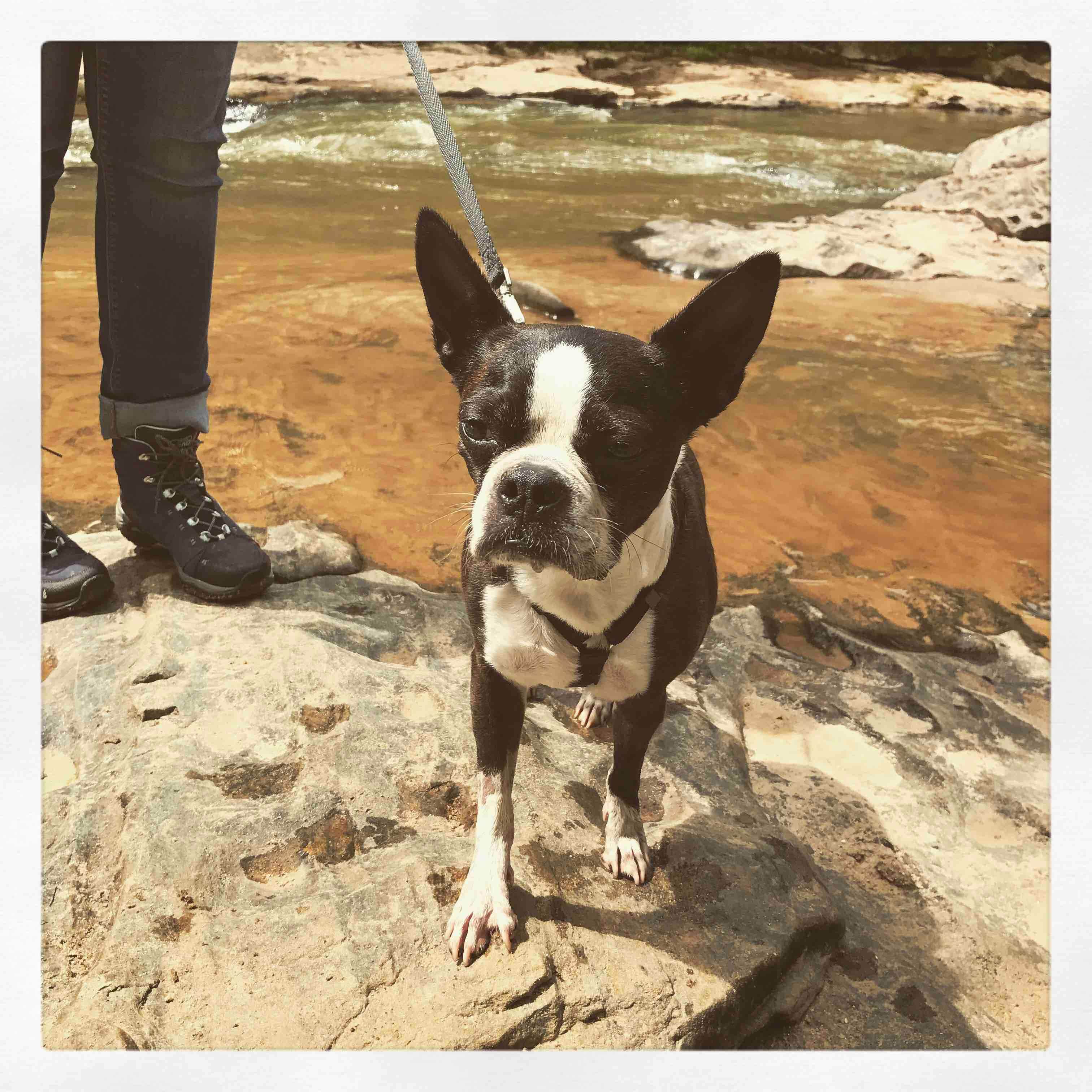 Sarah G.'s photo of camping with pets at Croft State Park Campground near Spartanburg, SC
