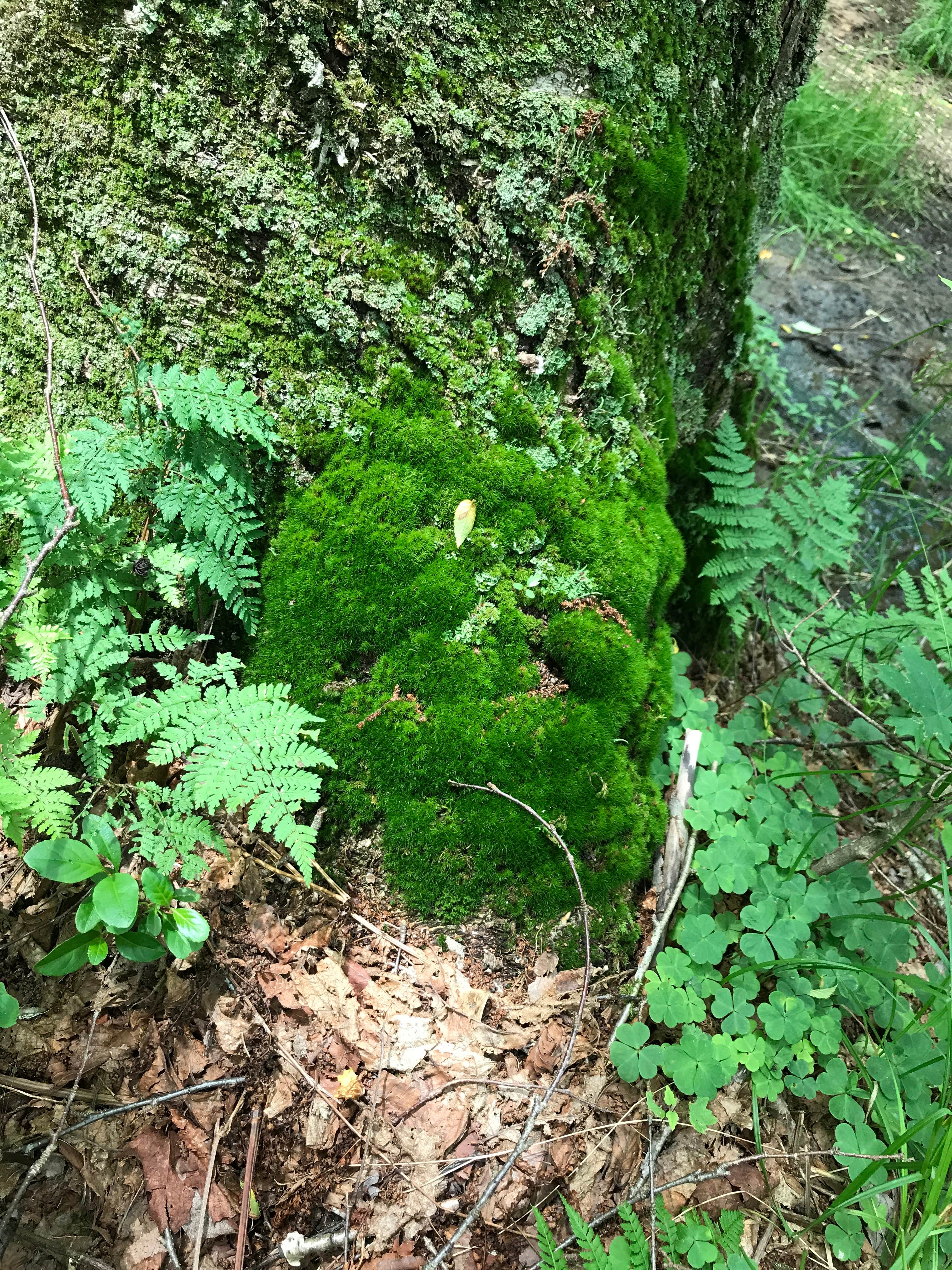 Camper-submitted photo at Sunday Lake Dispersed Camping near Lorraine, NY