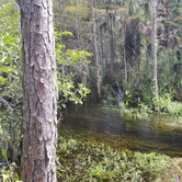 Review photo of Pine Grove Campground — Jonathan Dickinson State Park by Dale G., October 1, 2020