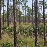 Review photo of Pine Grove Campground — Jonathan Dickinson State Park by Dale G., October 1, 2020