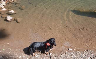 Steve S.'s photo of camping with pets at Iron Springs near Hot Springs National Park, AR