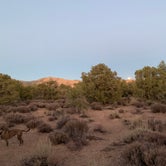 Review photo of Lovell Canyon Dispersed Camping (Spring Mountain) by Abby M., October 2, 2020