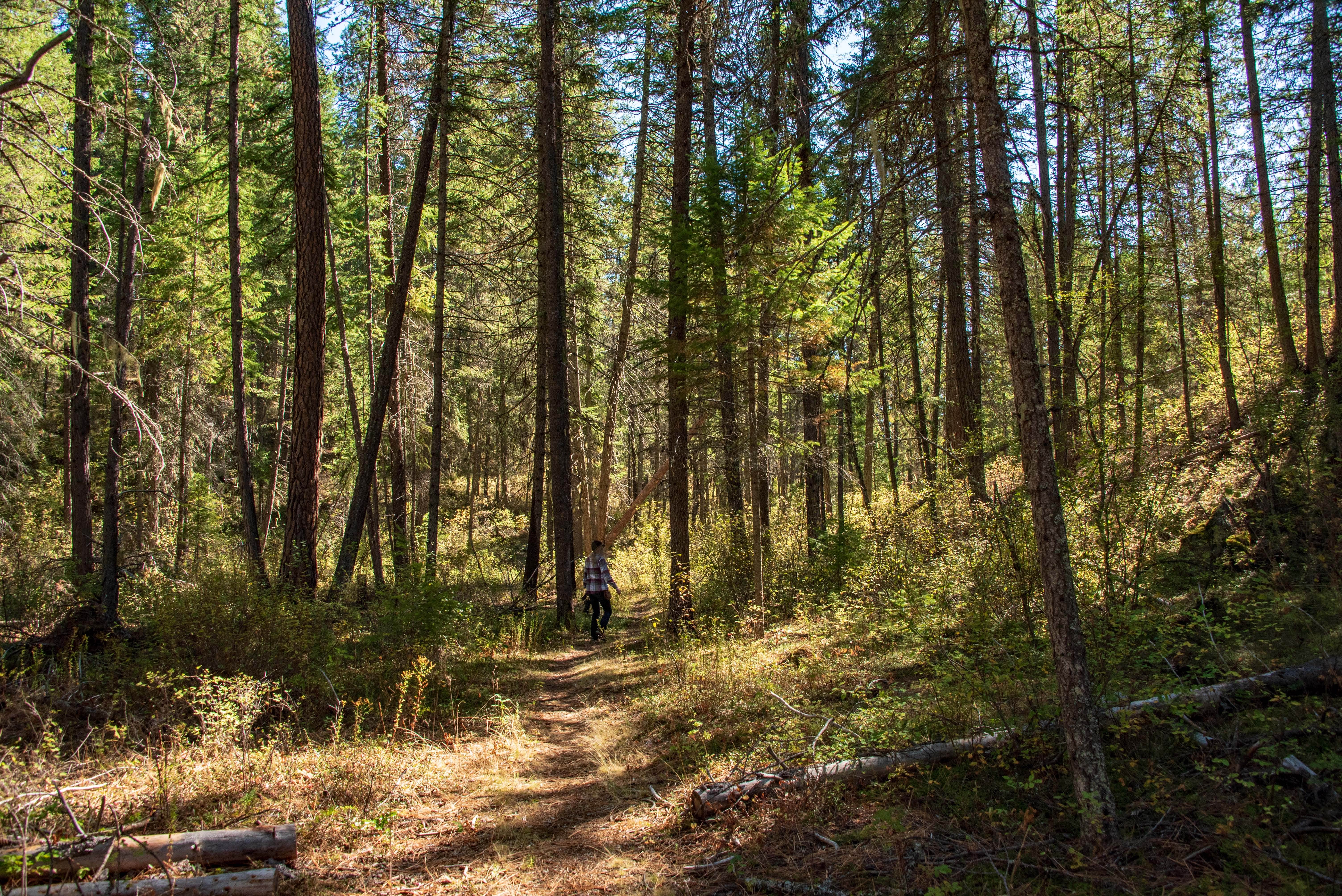 Camper submitted image from Little Pend Orielle Campground - 4