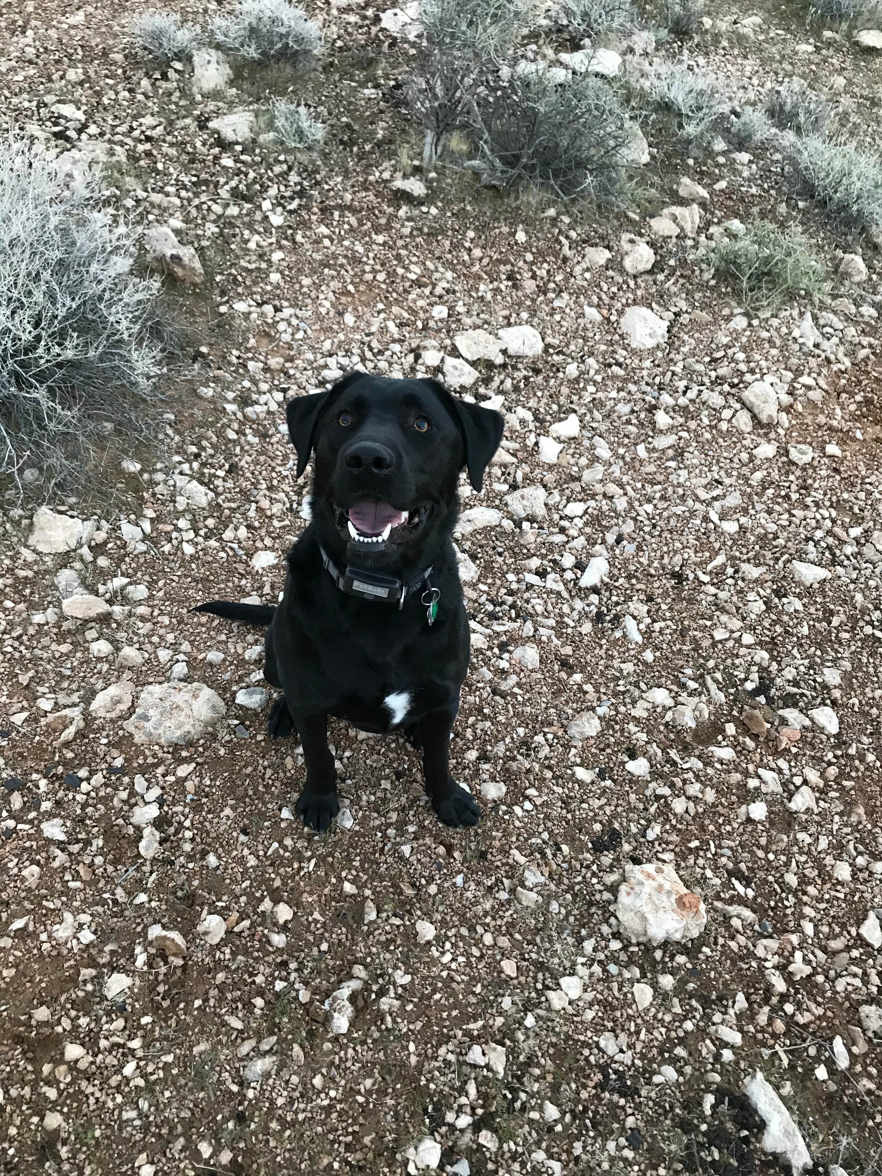 Brittney  C.'s photo of camping with pets at Red Rock Canyon Campground near Las Vegas, NV