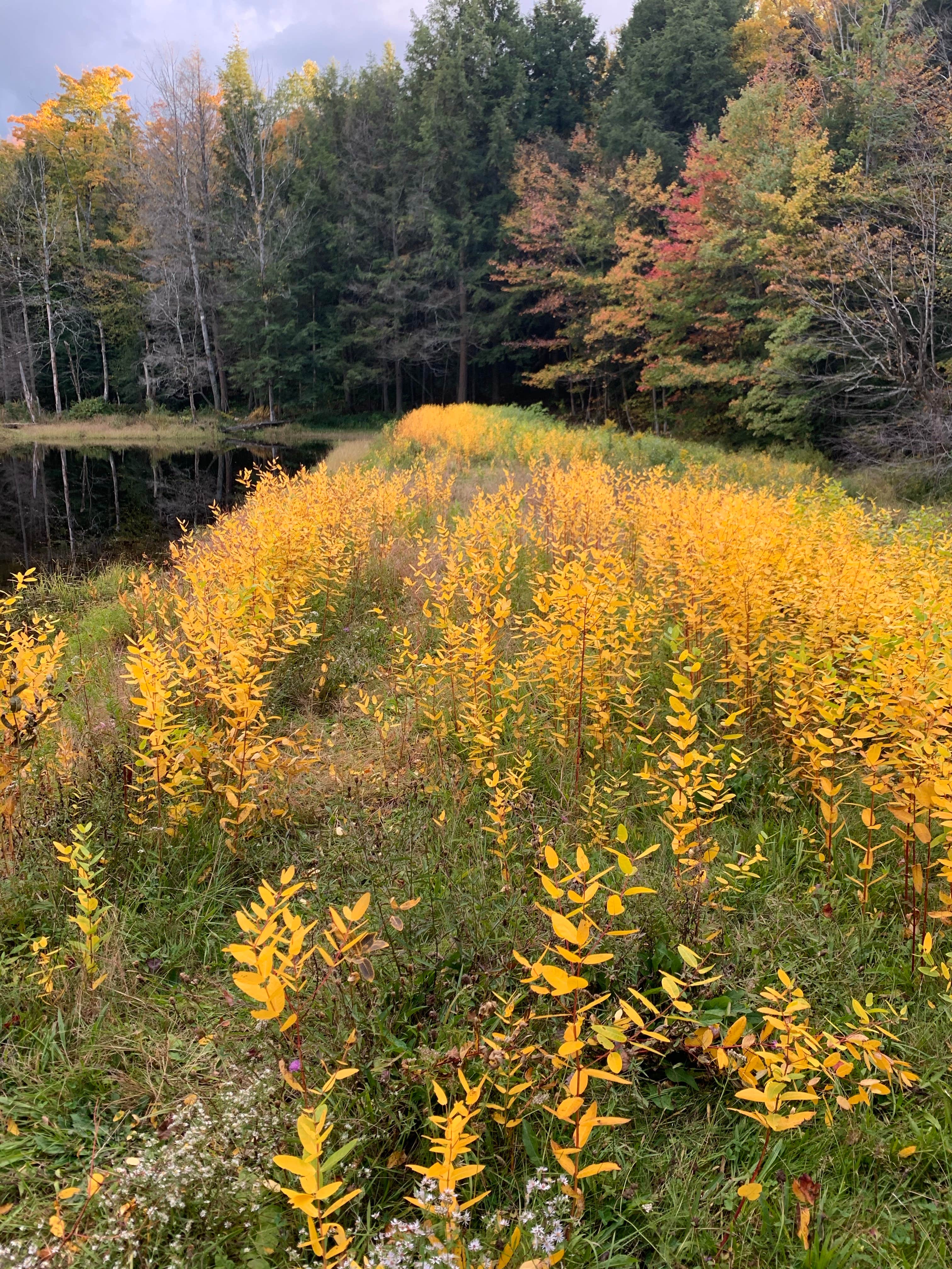 Camper submitted image from Charles E. Baker State Forest - 2