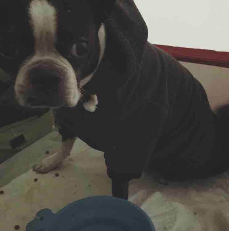 Sarah G.'s photo of camping with pets at Crabtree Falls Campground near Crimora, VA