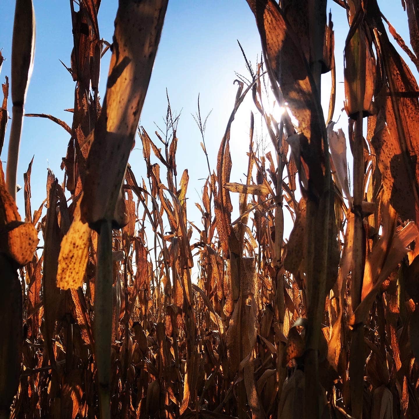 Camper-submitted photo at Rocky Pond City Park Campground near Norway, KS