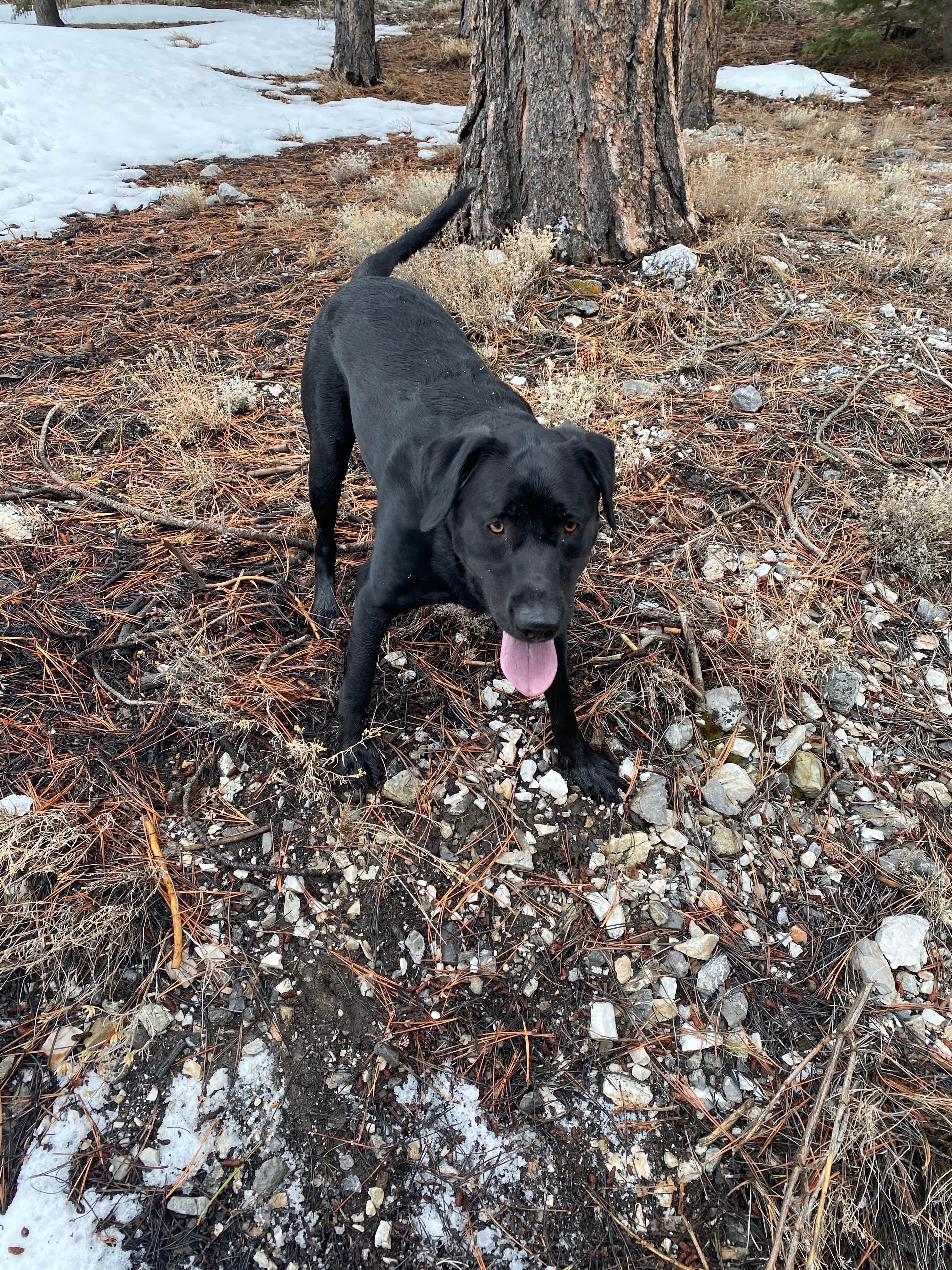 Brittney  C.'s photo of camping with pets at Mack's Canyon Dispersed near Indian Springs, NV