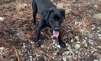 Brittney C.'s photo of camping with pets at Mack's Canyon Dispersed near Las Vegas, NV