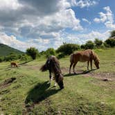 Review photo of Hickory Ridge Campground — Grayson Highlands State Park by Katie M., October 2, 2020