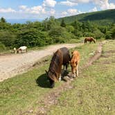 Review photo of Hickory Ridge Campground — Grayson Highlands State Park by Katie M., October 2, 2020