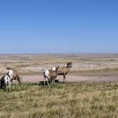 Review photo of Buffalo Gap Dispersed Camping by Quinn Z., October 2, 2020
