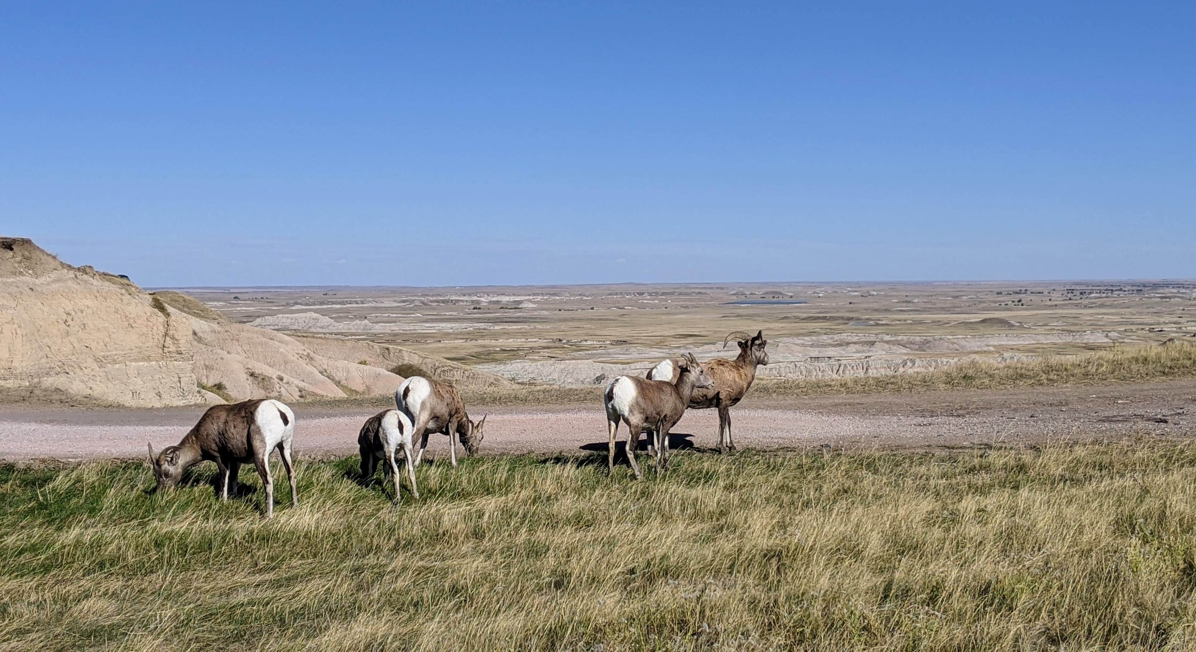 Goats Grazing near Buffalo Gap Dispersed Camping in Badlands National Park