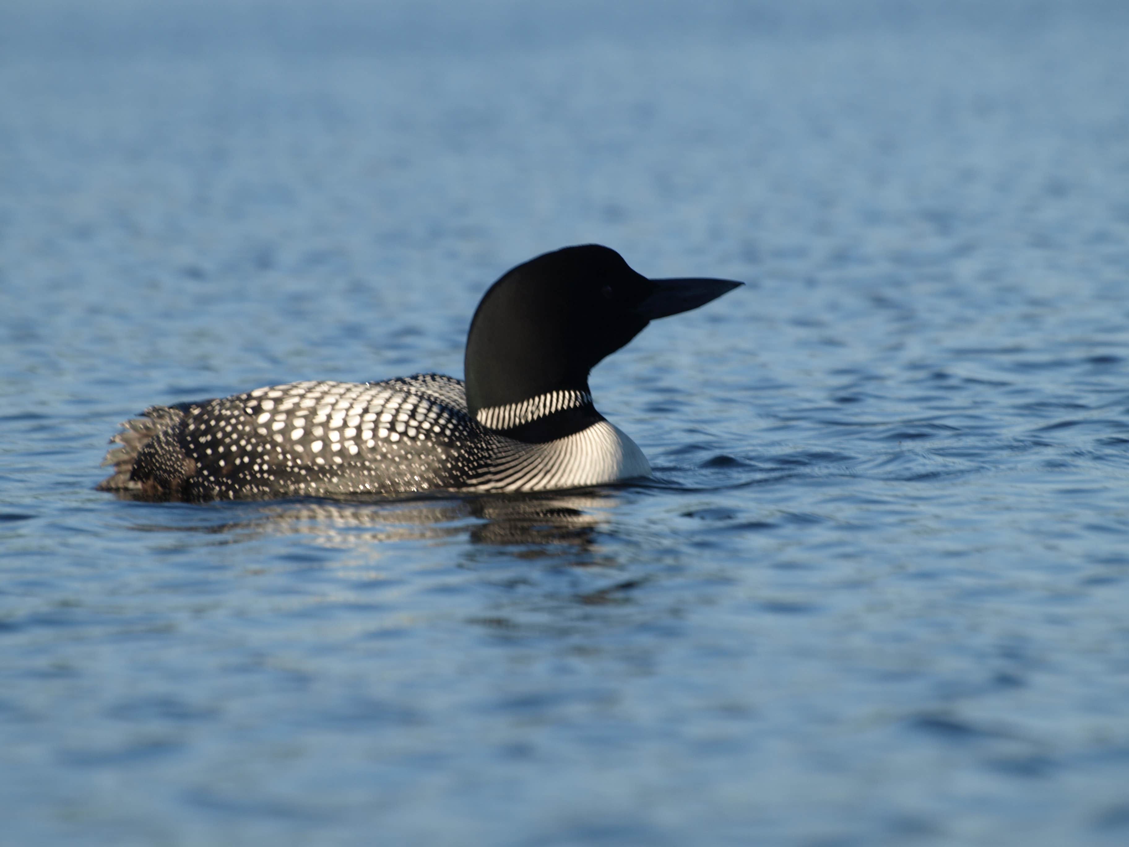 Camper-submitted photo at Green River Reservoir State Park Campground near Eden Mills, VT