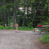 Review photo of Many Glacier Campground — Glacier National Park by Anna B., May 19, 2018
