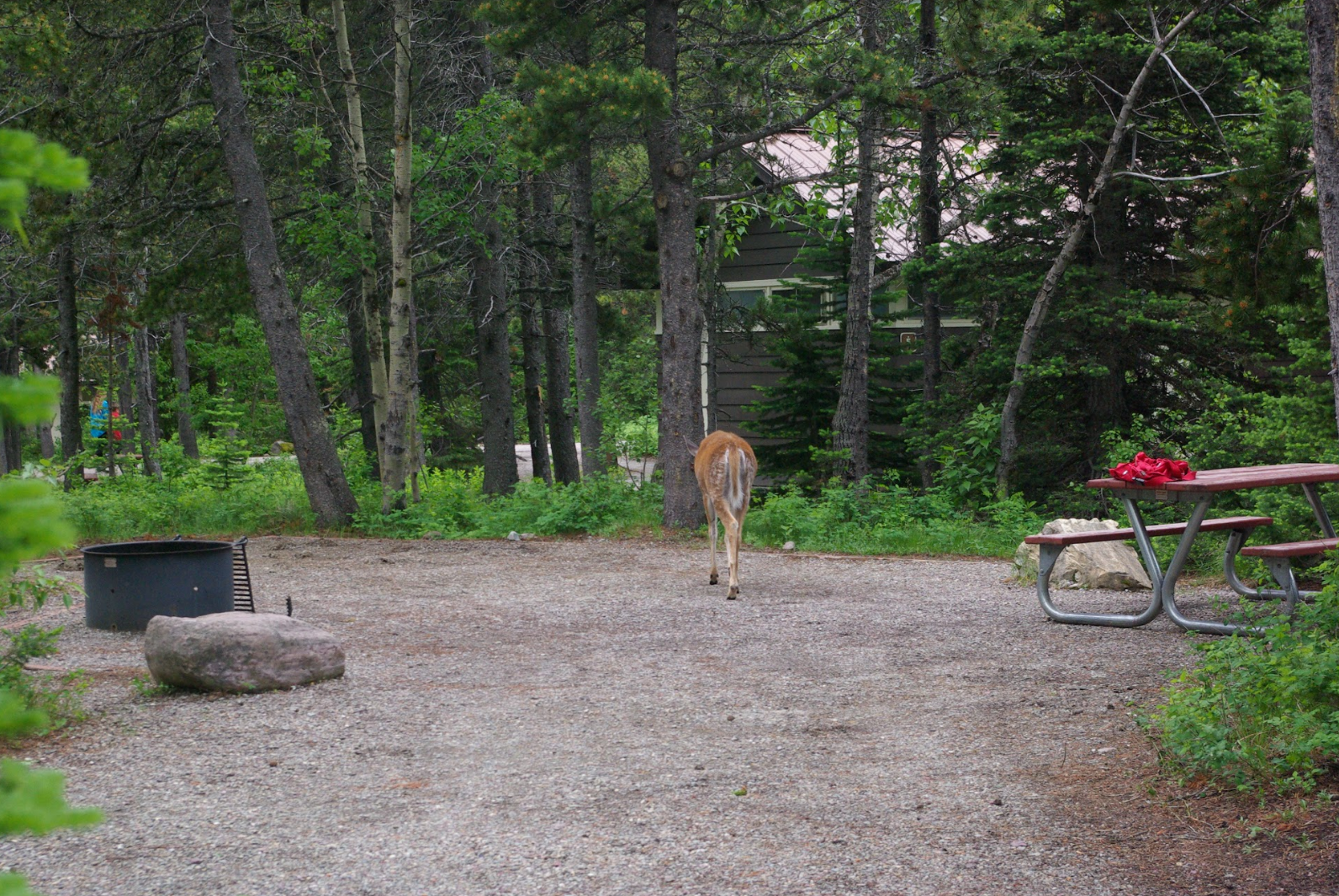Camper submitted image from Many Glacier Campground — Glacier National Park - 4