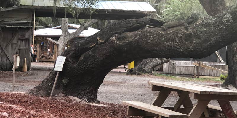 Camper submitted image from Camp Mack, A Guy Harvey Lodge, Marina & RV Resort