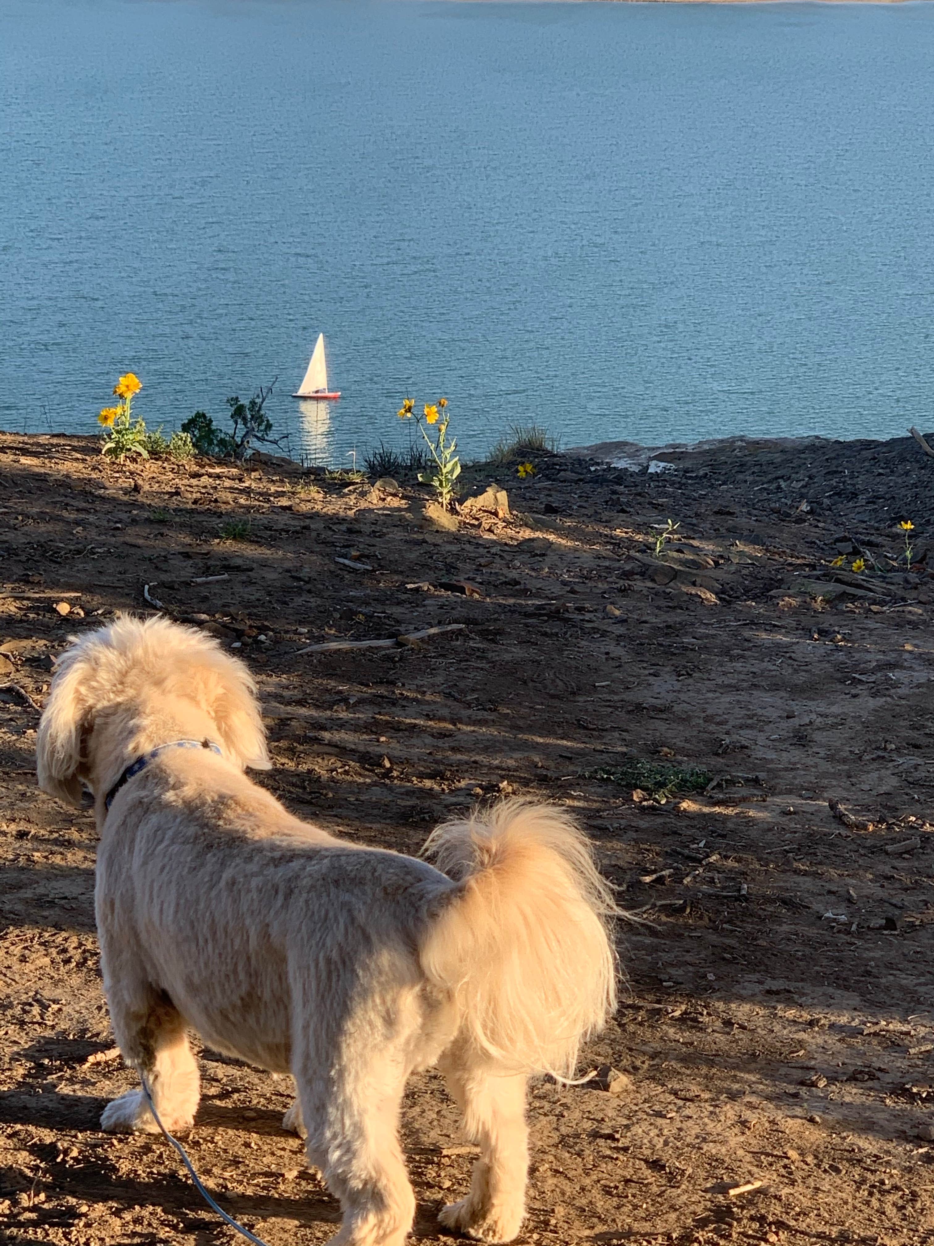 Allison B.'s photo of camping with pets at Carpios Ridge Campground — Trinidad Lake State Park near Capulin, NM