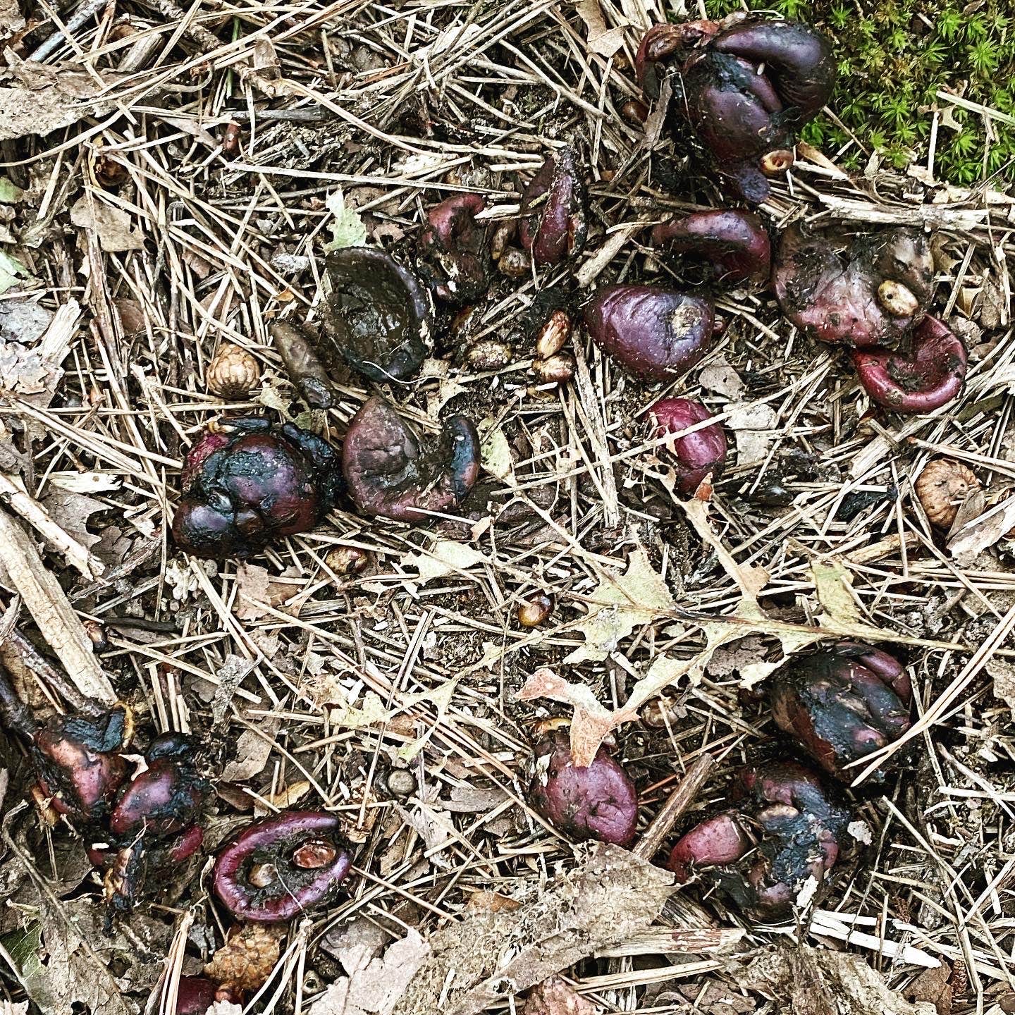 Camper-submitted photo at Winding Stair Campground (Ok) — Ouachita National Forest near Big Cedar, OK