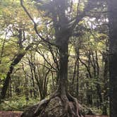 Review photo of Hickory Ridge Campground — Grayson Highlands State Park by Denise , October 3, 2020