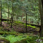 Review photo of Cook Forest State Park Campground & Cabins by Erin H., July 8, 2016