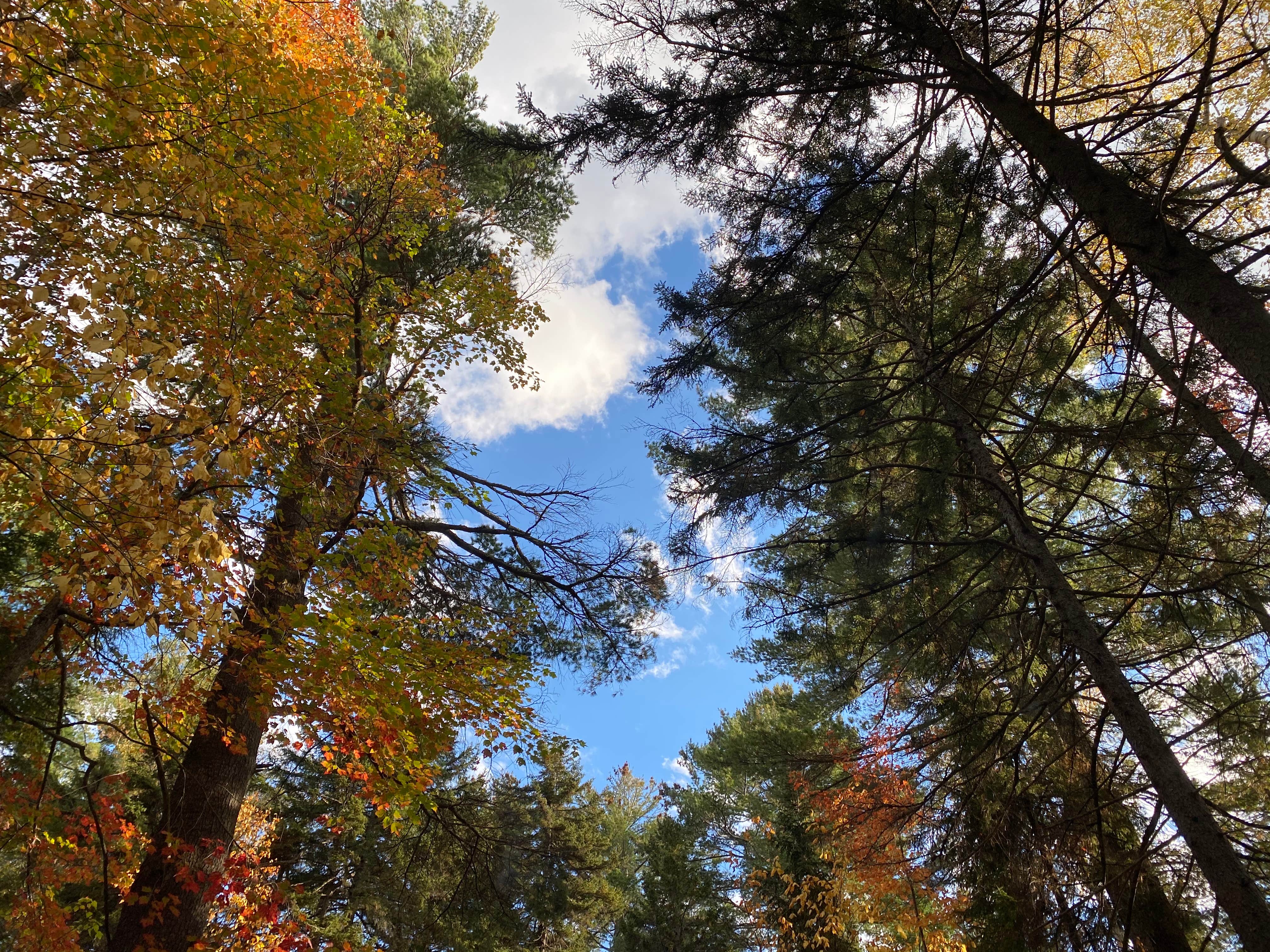 Camper-submitted photo at Cobscook Bay State Park Campground in Maine