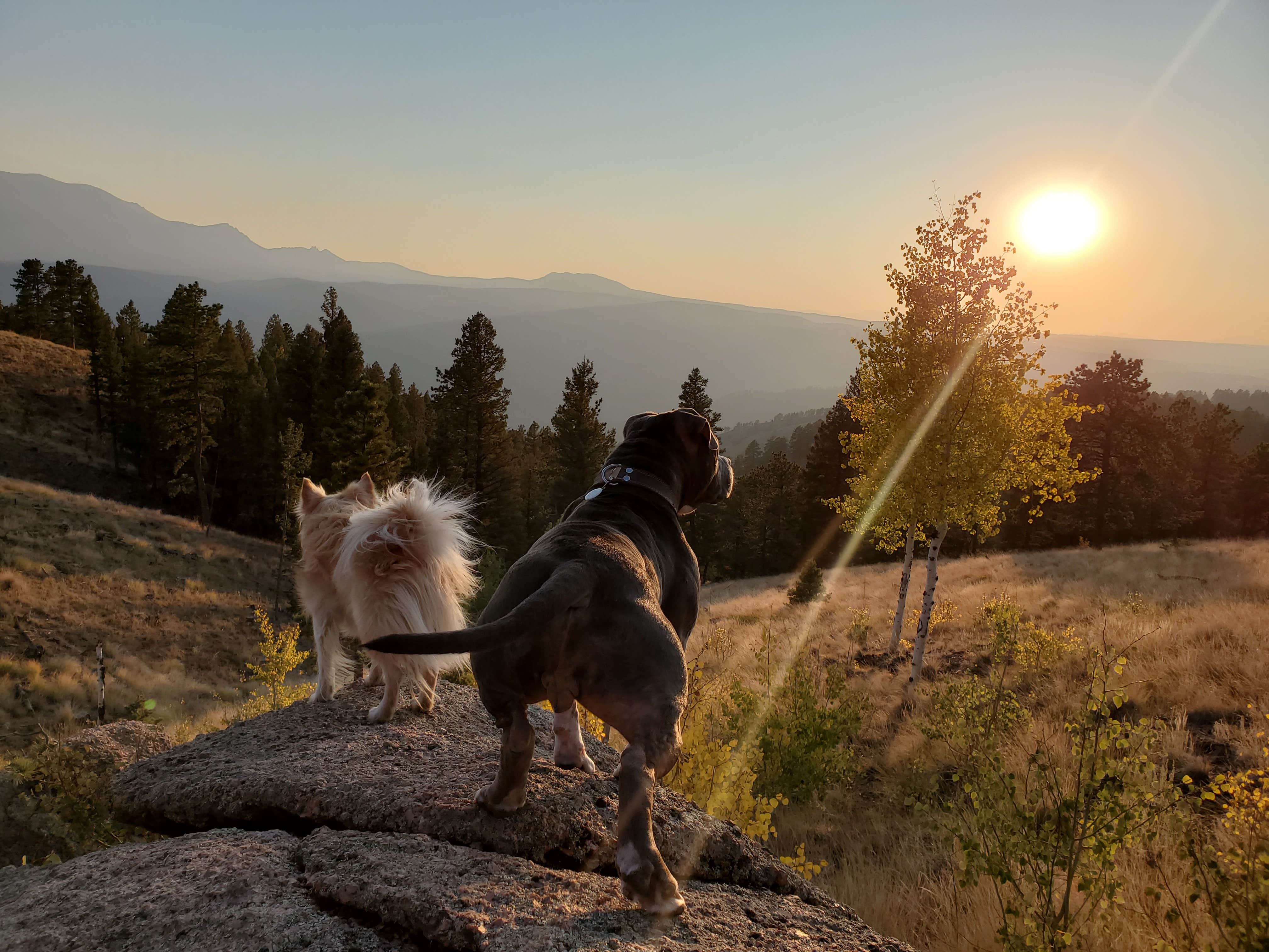 Heather C.'s photo of camping with pets at Cascade-Chipita Park/Woodland Park near Manitou Springs, CO