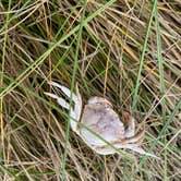 Review photo of Cobscook Bay State Park by Thornton B., October 3, 2020