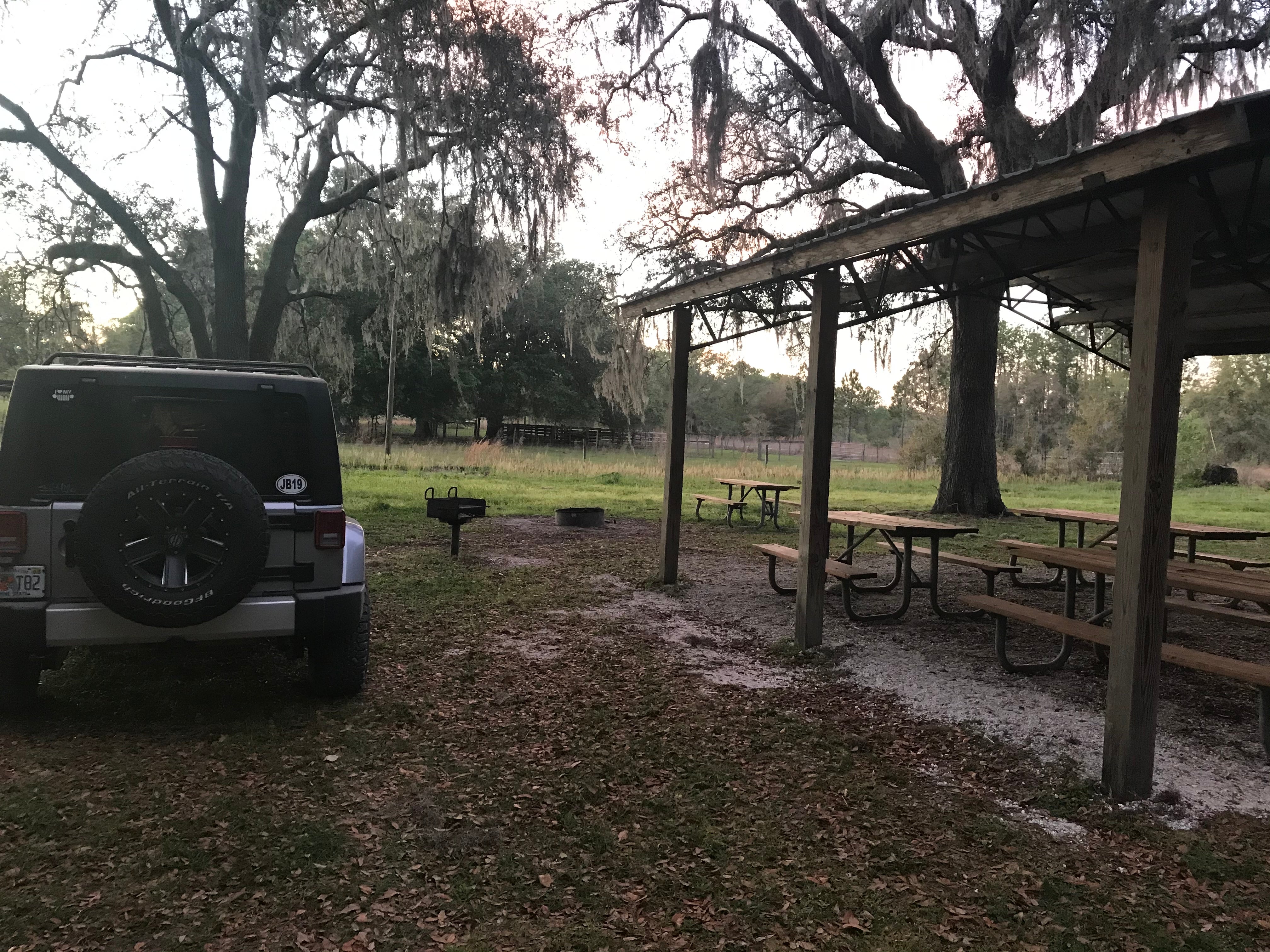 Camper submitted image from Green Swamp — West Tract - 5