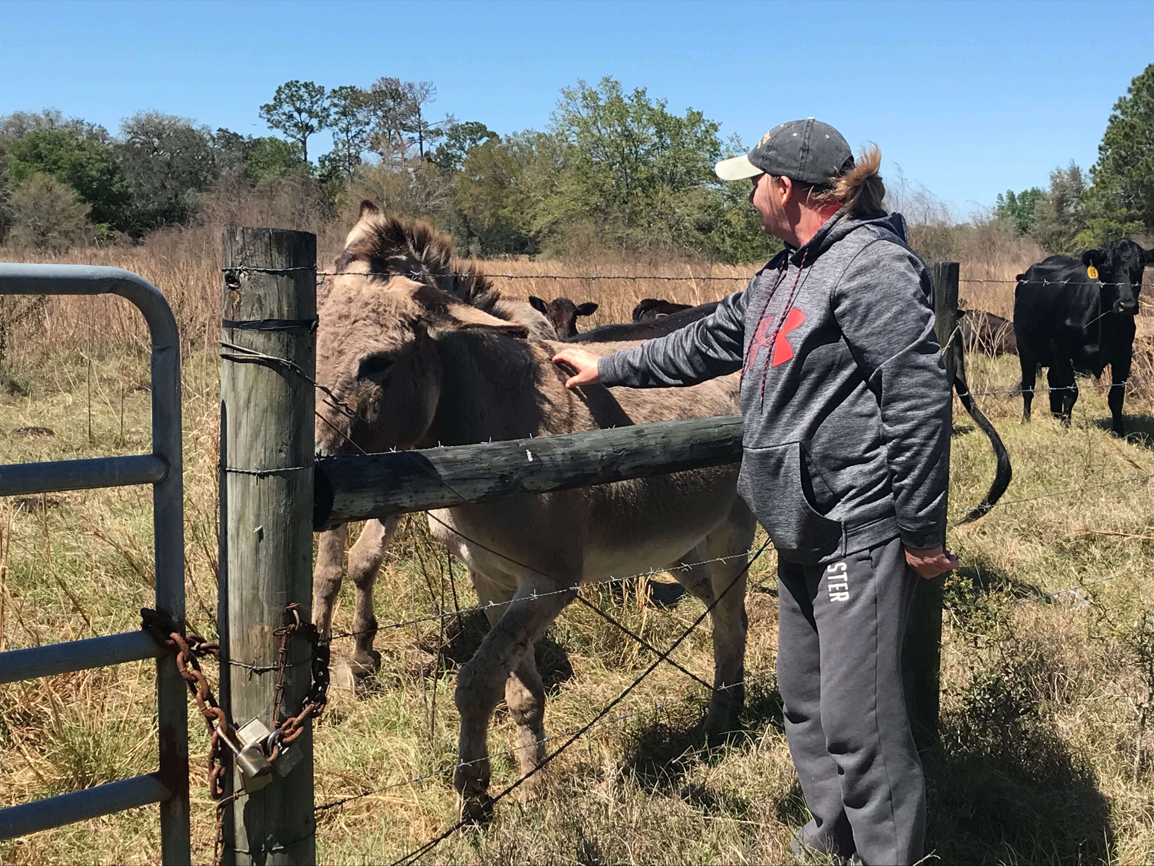 Robert H.'s photo of camping with a horse at Green Swamp — West Tract near Tampa, FL