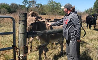 Robert H.'s photo of camping with a horse at Green Swamp — West Tract near Lacoochee, FL