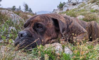 Arielle W.'s photo of camping with pets at Echo Lake Dispersed Camping near Enterprise, OR