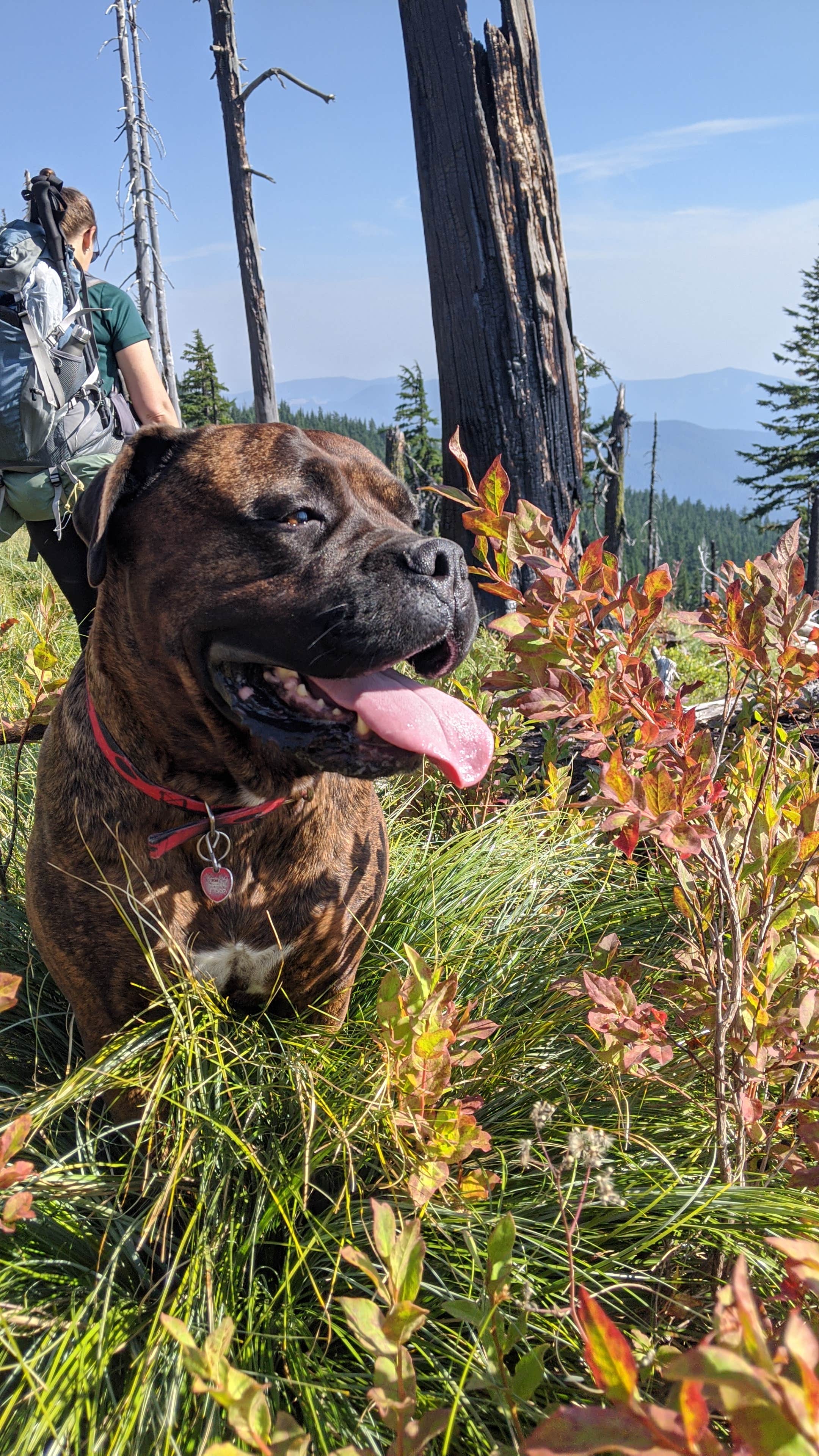 Camper-submitted photo at Engle Lake Dispersed Camping near Lake Pend Oreille