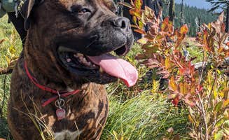 Arielle W.'s photo of camping with pets at Engle Lake Dispersed Camping near Thompson Falls, MT